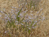 Pennyroyal Closeup