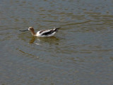 Avocet with Weed