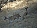 Doe and Fawn