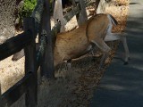 Under The Fence