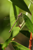 Damselfly 2