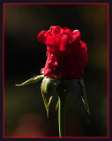 Red Rosebud