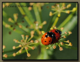 Ladybug Pair