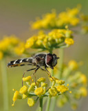 Hoverfly Detail