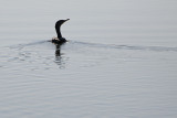 Cormorant Swims Away