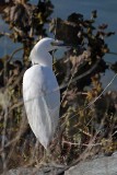 Snowy Egret - Over Shoulder Glance