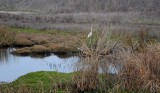 1/12/10: Egret at Pond