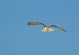 1/19/11: White Tail of the Kite
