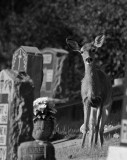 Deer and Headstones