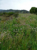Wild Radish Field