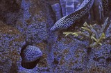 Leopard Eels