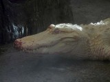 Albino Alligator Nose