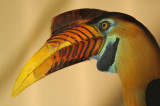 Buton Hornbill