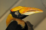 Great Hornbill