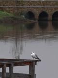 Gull & Bridge