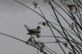 Decoy