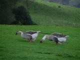 Double Geese