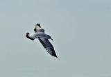 Angled Gull