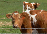 Cow # 690