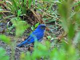 Young Western Blue Bird