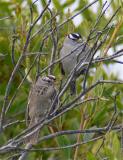 White-crowned Sparrow Pair