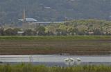 Civic Center & Pelicans