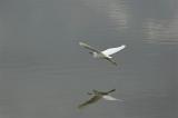 Snowy Egret Glide