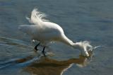 Snowy Egret Spears A Fish