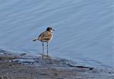 Killdeer