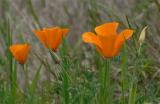 Three Poppies