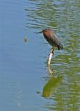 Green Heron