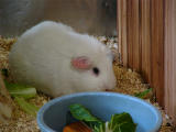 Guinea Pig at Lunch