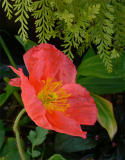 Iceland Poppy