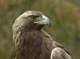 Golden Eagle