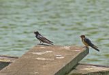 Resting Barn Swallows