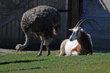 Ostrich and Oryx