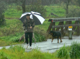 Rainy Dog Walk