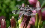 Female White Tail Dragonfly