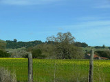 Mustard Field and Tree