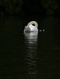 Swan In Black