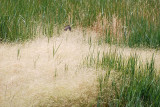 Fuzzy Grass