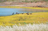 Geese & Yellow at the Pond