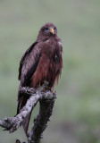 Yellow-billed Kite