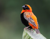 Red Bishop