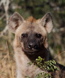 Hyena female