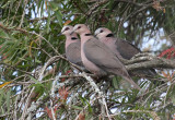 Red-eyed dove family