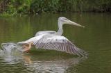Low flying pelican...