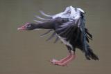 Slowdown to land
