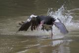 Goose dash.
