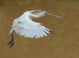 African Spoonbill